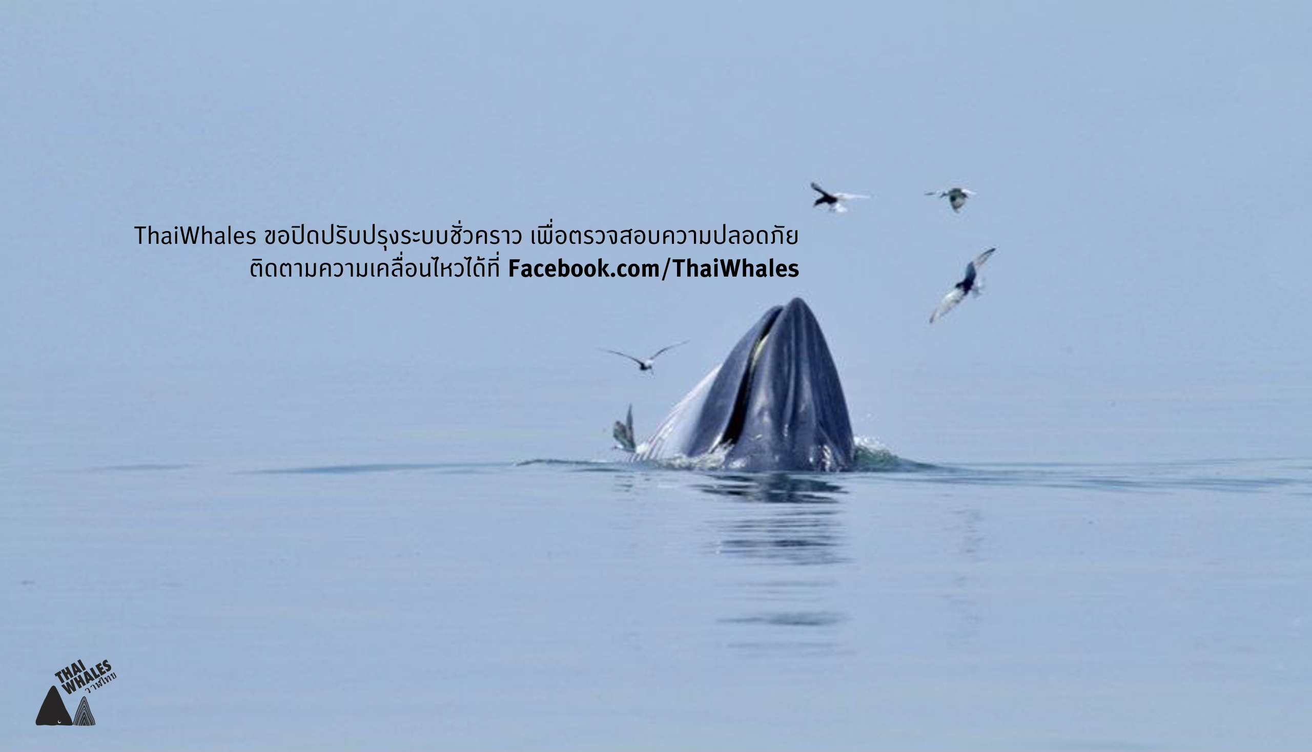 Thaiwhales ปิดปรับปรุงชั่วคราว